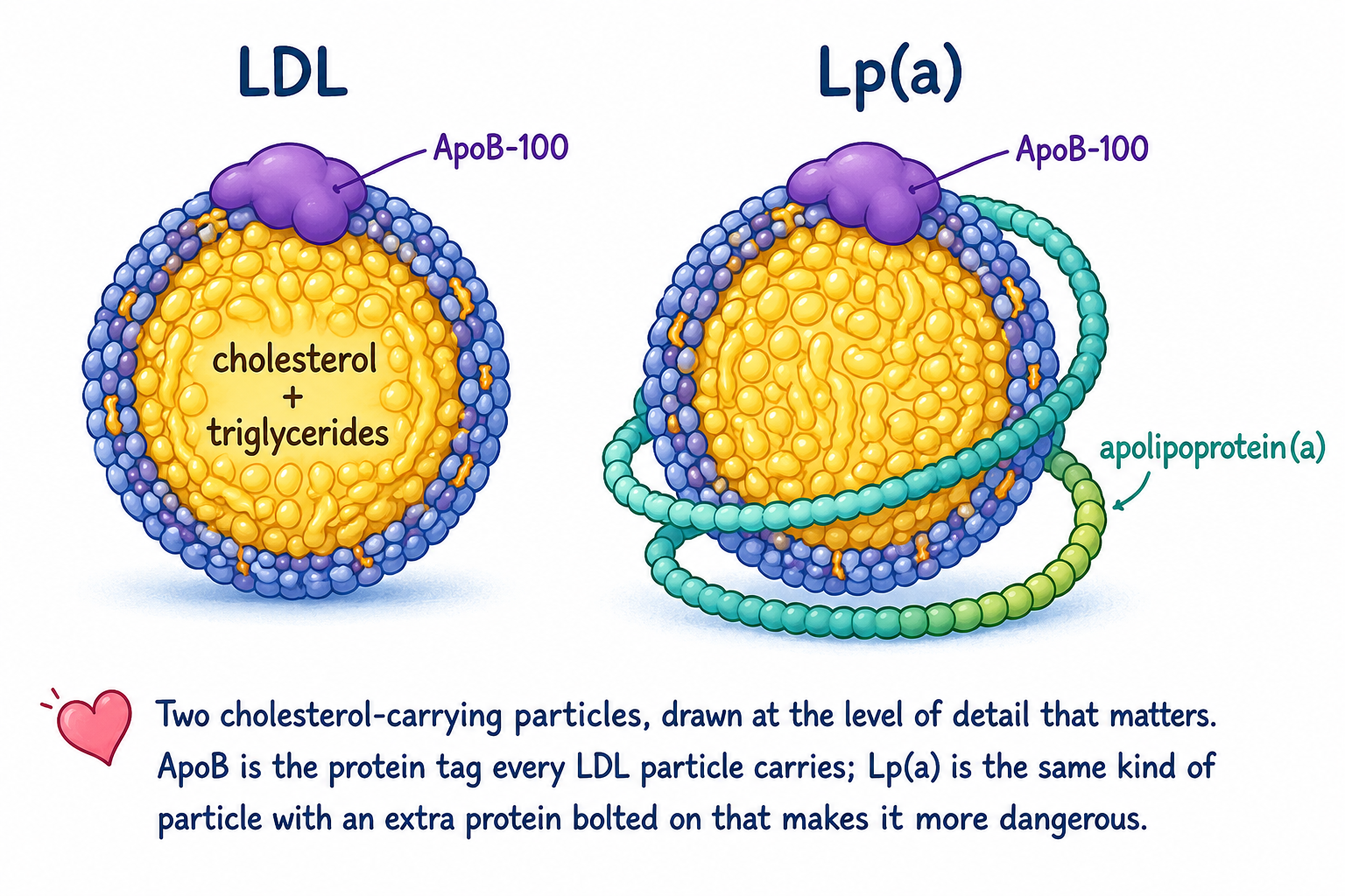 A side-by-side cartoon of two lipid particles. On the left, a typical LDL particle: a circular particle with a yellow fatty interior labeled 'cholesterol + triglycerides' and a single purple protein labeled 'ApoB-100' on its outer shell. On the right, a Lp(a) particle: the same LDL-like core with an extra ribbon-like protein tail labeled 'apolipoprotein(a)' coiled around it.