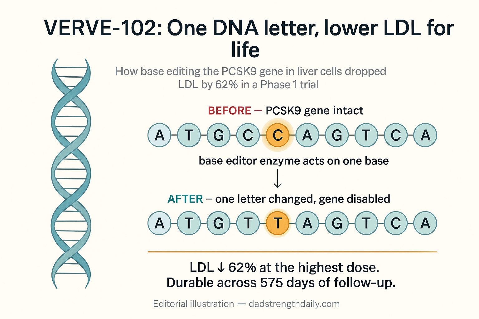 Editorial infographic. Title: 'VERVE-102: One DNA letter, lower LDL for life.' Left side shows a stylized blue-and-teal DNA double helix illustration. Right side shows two horizontal DNA strands stacked. The BEFORE strand reads A T G C A G T C A with the C highlighted in amber. The AFTER strand reads A T G T A G T C A with the T highlighted in amber, indicating one base has been edited. A base-editor enzyme arrow connects them. Result callout: LDL down 62 percent at the highest dose, durable across 575 days of follow-up.