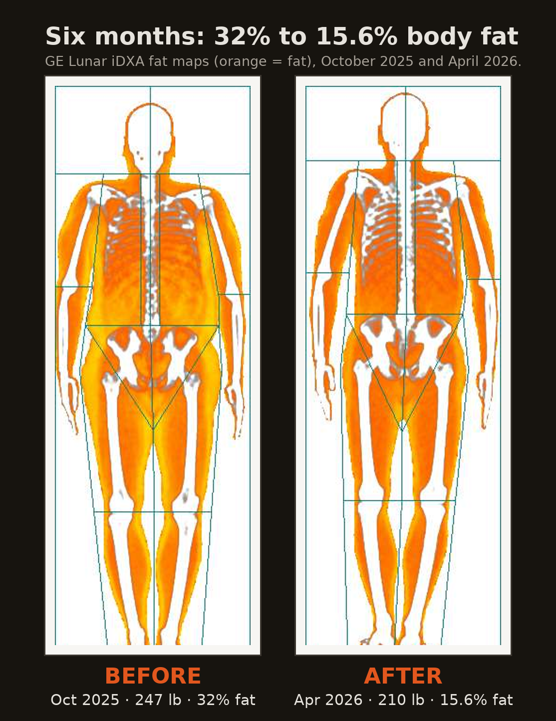 Two DXA color fat maps: October 2025 lit up orange at 32% fat, April 2026 much leaner at 15.6%.