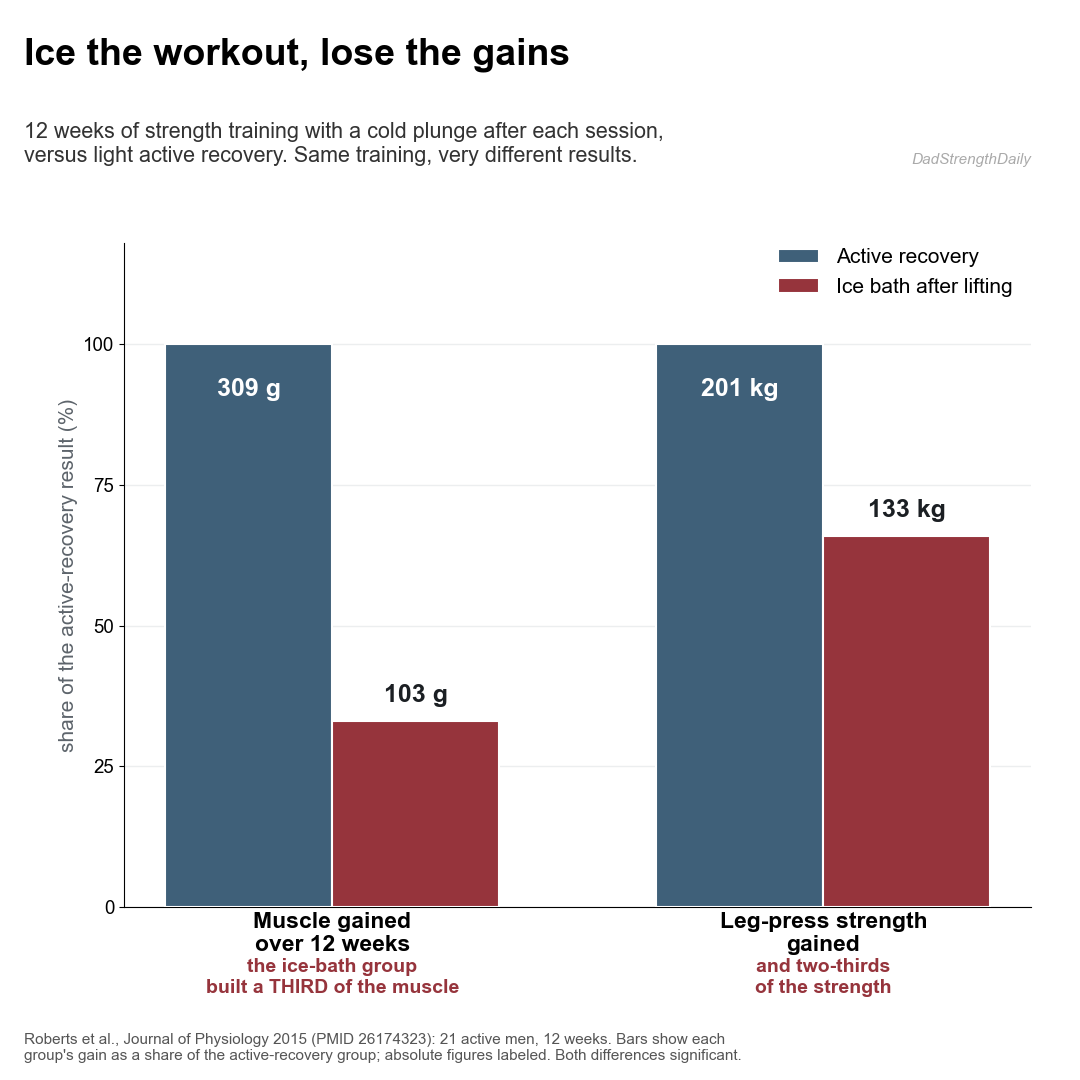 Bar chart from Roberts 2015: lifters who took an ice bath after each workout built about a third of the muscle and two-thirds of the strength of the active-recovery group.