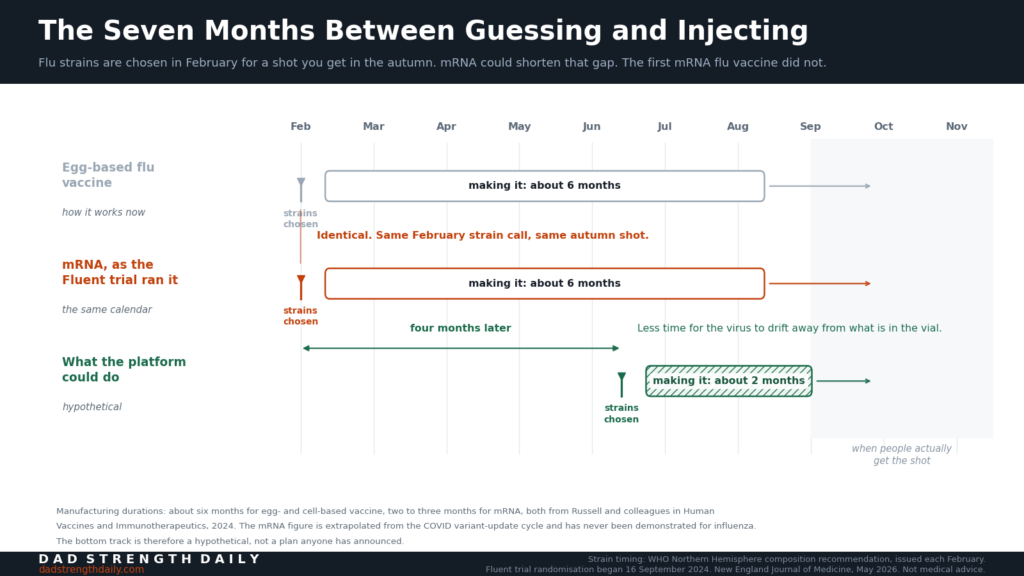 Timeline chart comparing three flu vaccine schedules across February to November. Egg-based vaccine and the mRNA Fluent trial both show strains chosen in February, about six months of manufacturing, and an autumn shot. A third hypothetical track shows strains chosen in June with about two months of manufacturing, reaching the same autumn shot date.